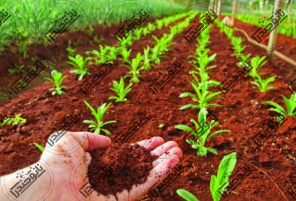 رایج ترین کاربردهای کود نانو