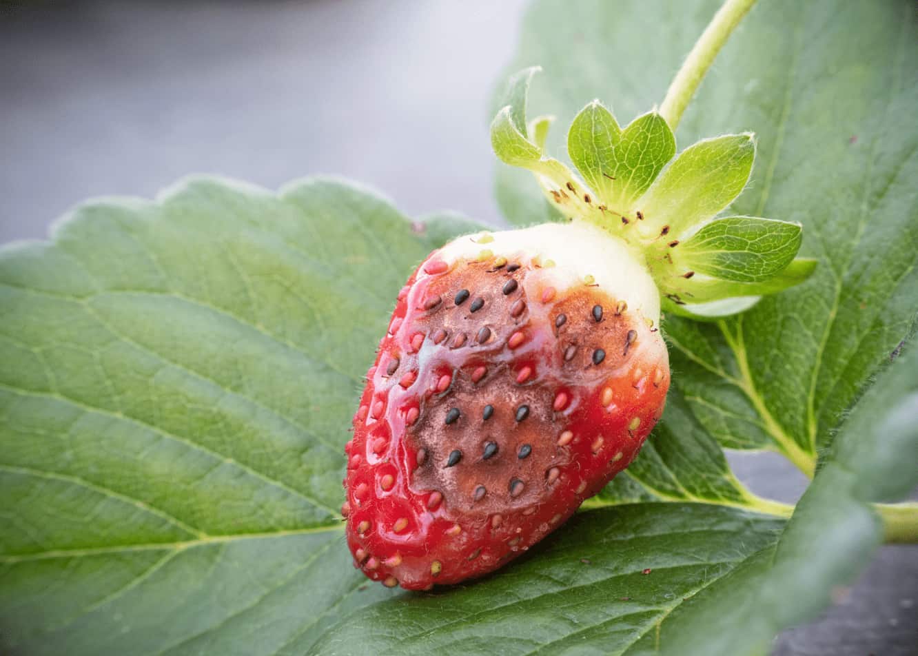 ارتباط بین خواص ضد‌ میکروبی نانو ذرات نقره و عملکرد جوانه‌زنی گیاهان