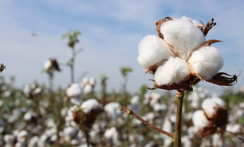 افزایش سلامت و رشد گیاهان از طریق استفاده از نانو ذرات نقره ضد‌ میکروبی